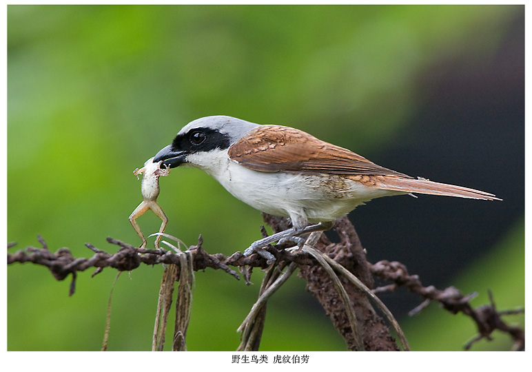 虎纹伯劳 摄影 pigeon