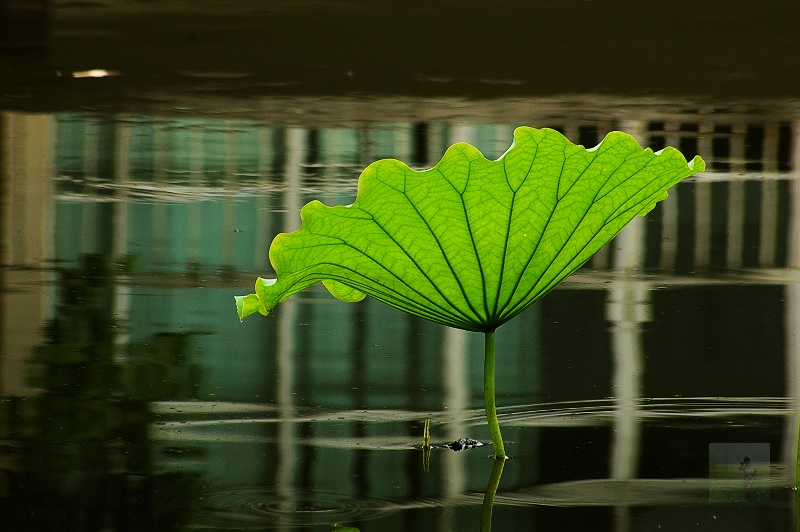 一片荷叶 摄影 随风飘浮