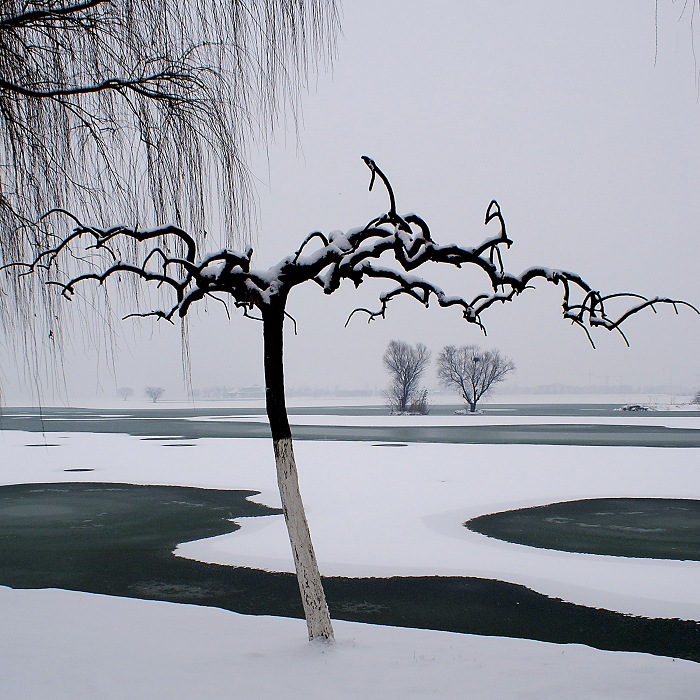 雪中景 摄影 龙的眼晴