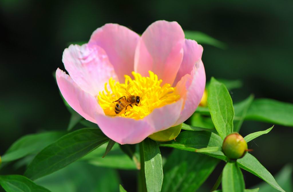 芍药花 摄影 夕阳颂影