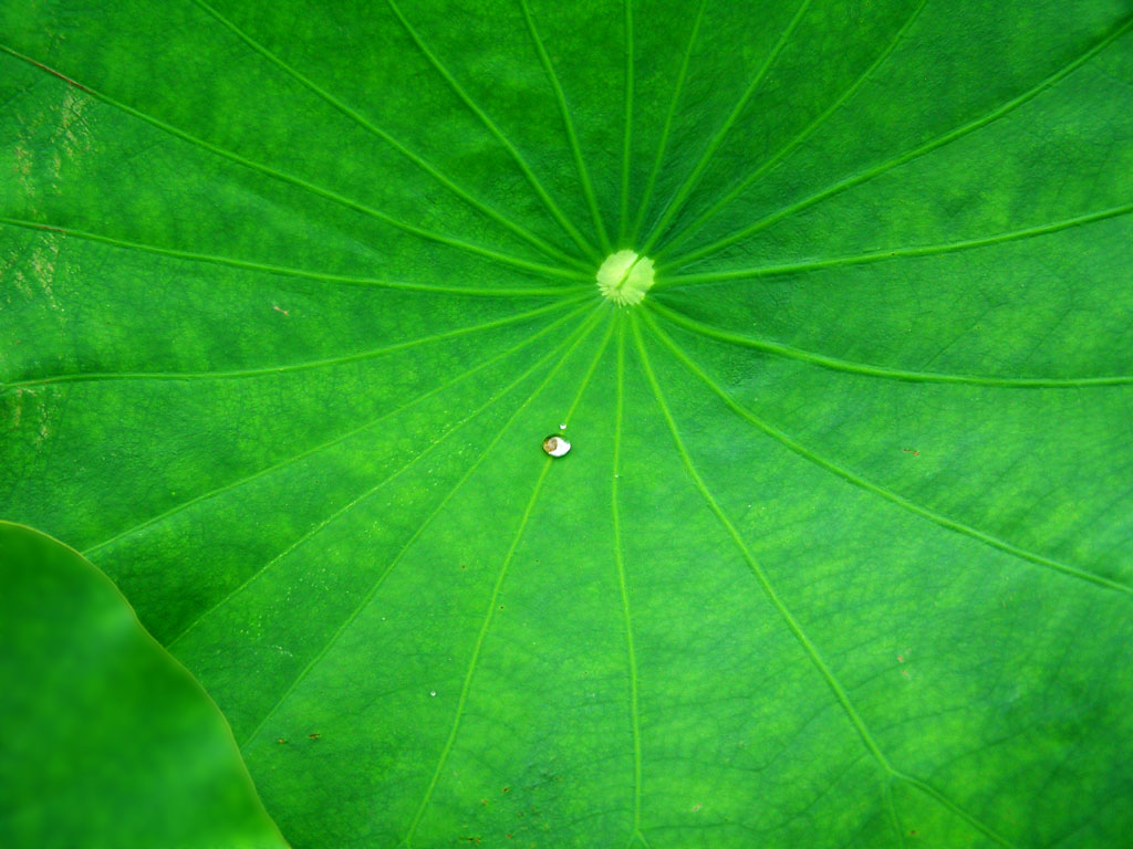 夏荷——叶情 摄影 雨婷