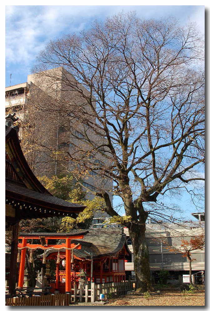 京都15-神社 银杏 摄影 静之