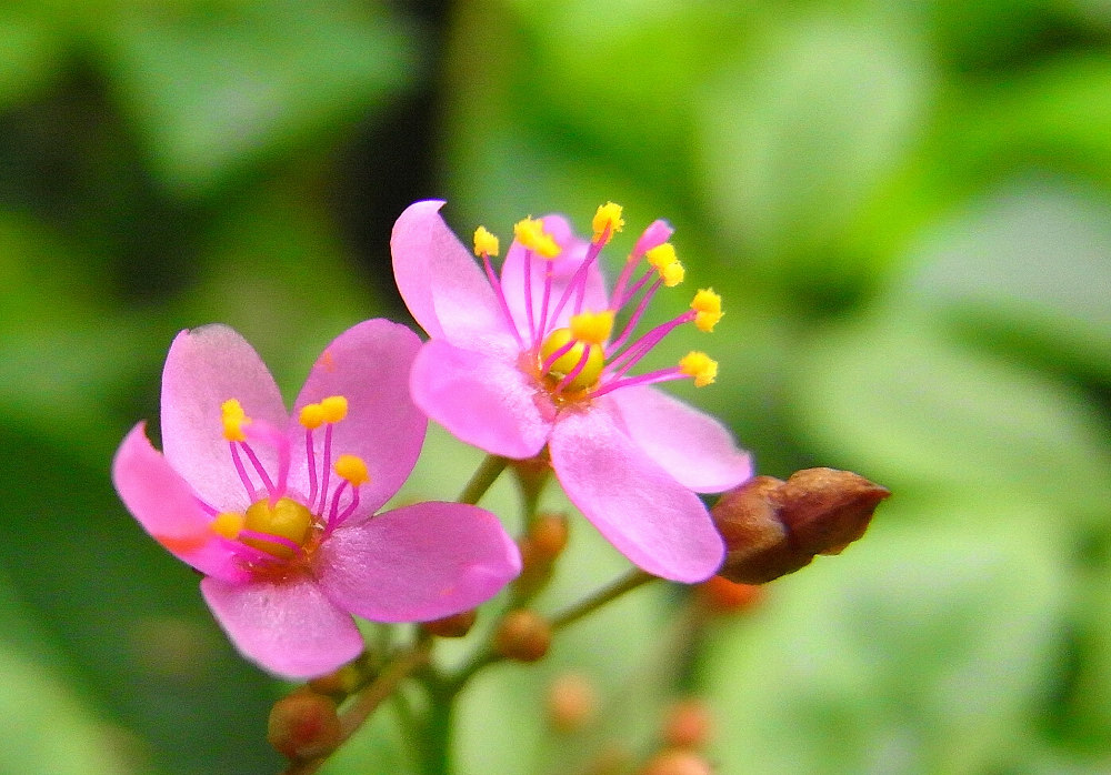 人参菜花2 摄影 孤客