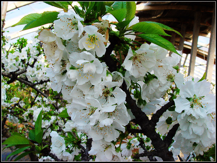 盛开的樱桃花 摄影 aoxueyingchu