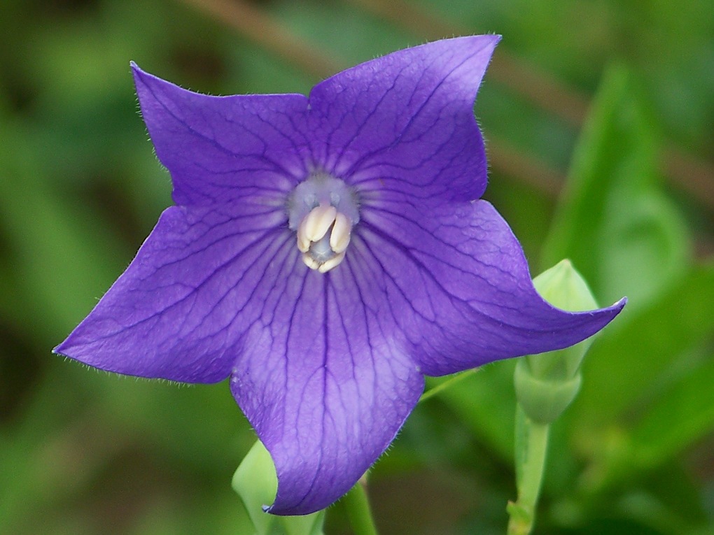 野草花 摄影 没天理