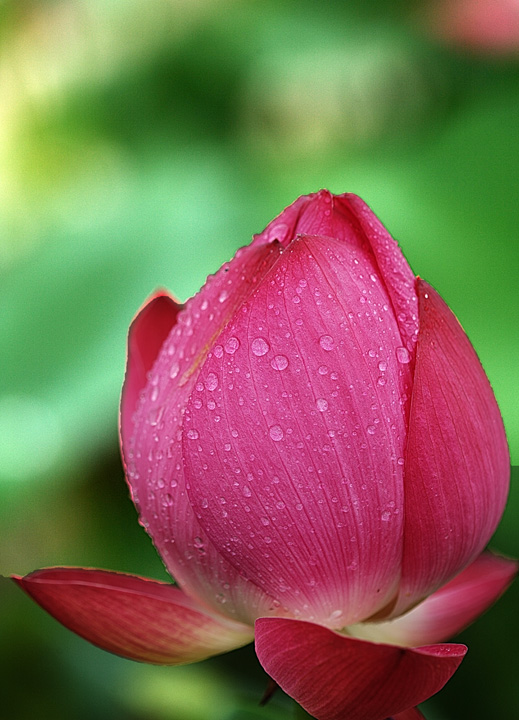 雨后荷花 摄影 大摄天下