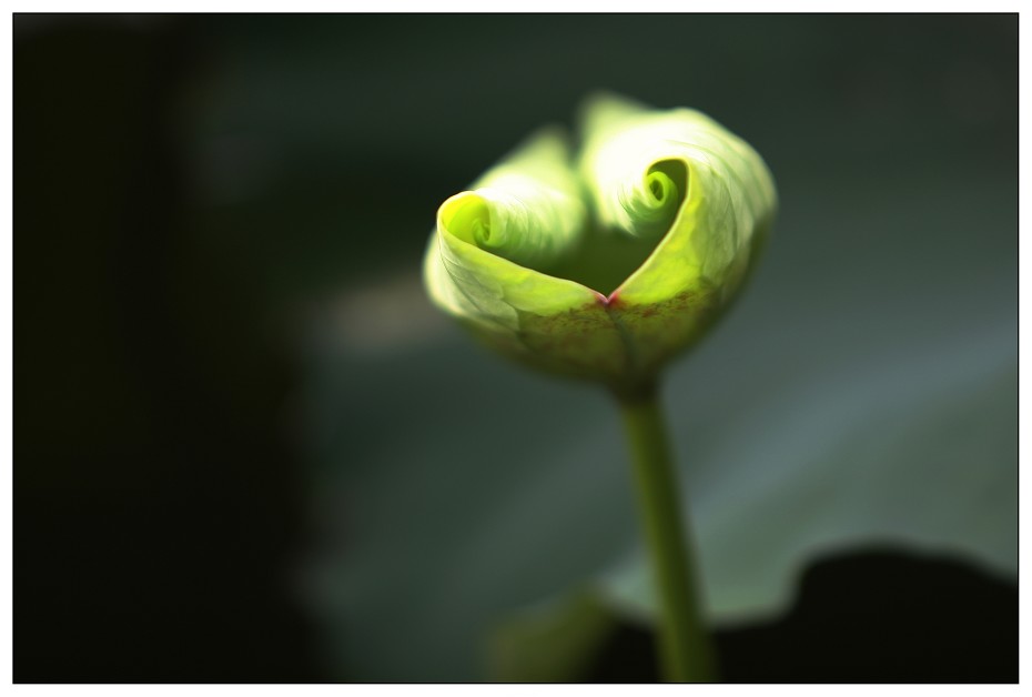 《荷·蛙乎?》 摄影 东山少爷