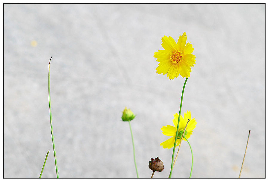 花飘夏季 摄影 句吴潜人