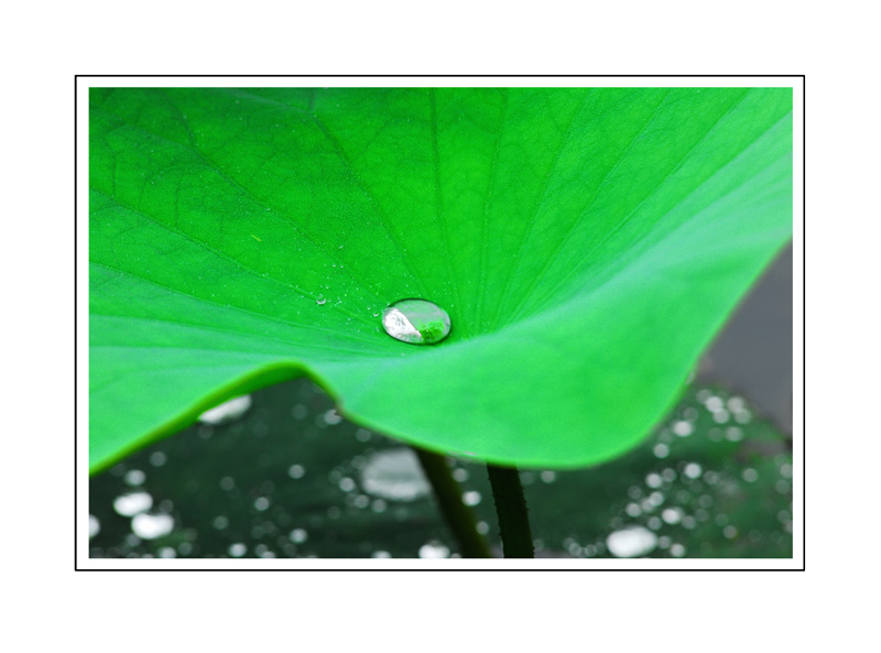 荷塘细雨 摄影 白杨河