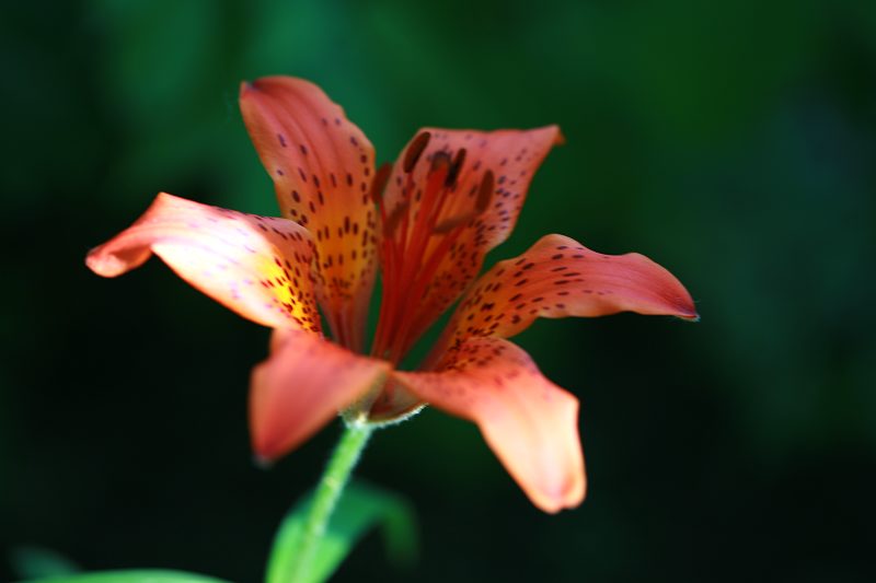 百合花 摄影 灿烂的黎明