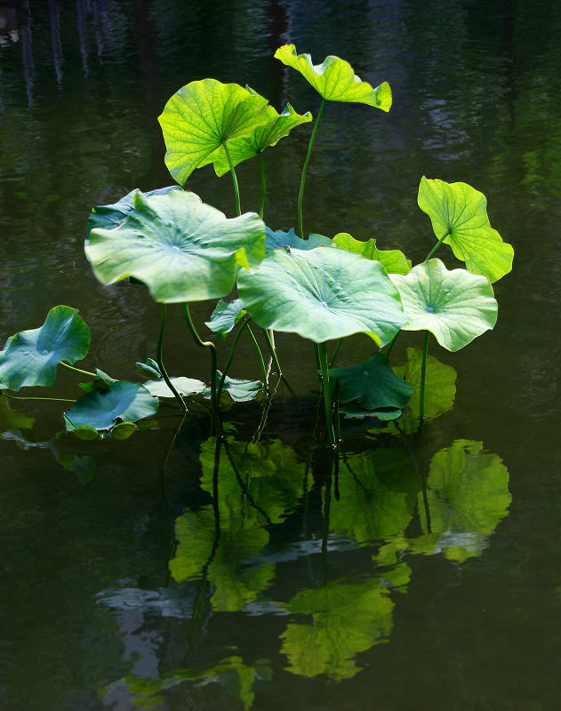 菏 摄影 油灯