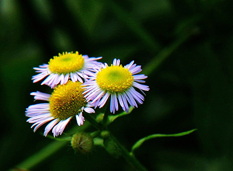 小花 摄影 二维空间