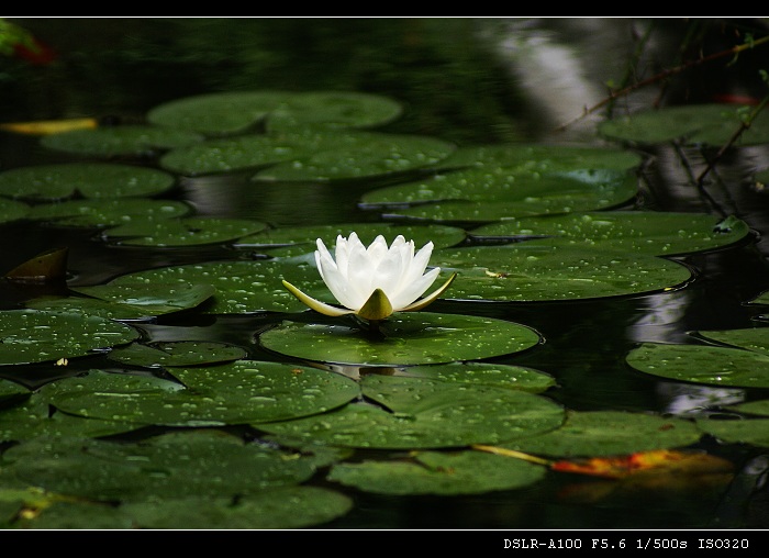 爱莲 摄影 唐泊虎