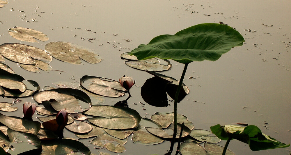 初夏清趣 摄影 简爱2008