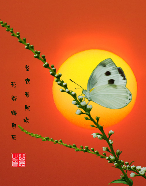 花香蝶自来 摄影 山愚