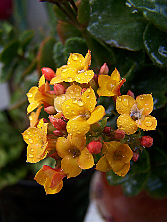 长寿花（又名:圣诞伽蓝菜） 摄影 sunnysnow