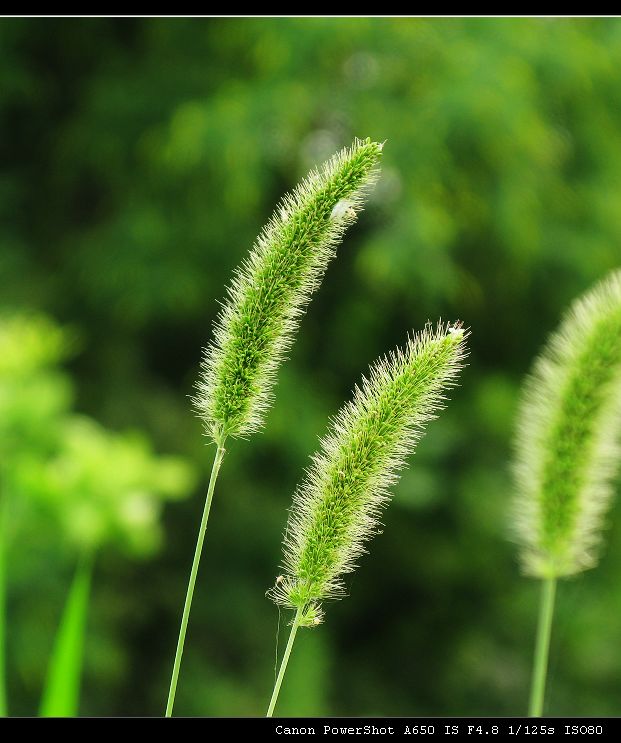 狗尾巴草 摄影 dengyi