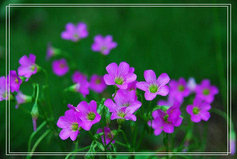 山花 摄影 头发祈祷皇后