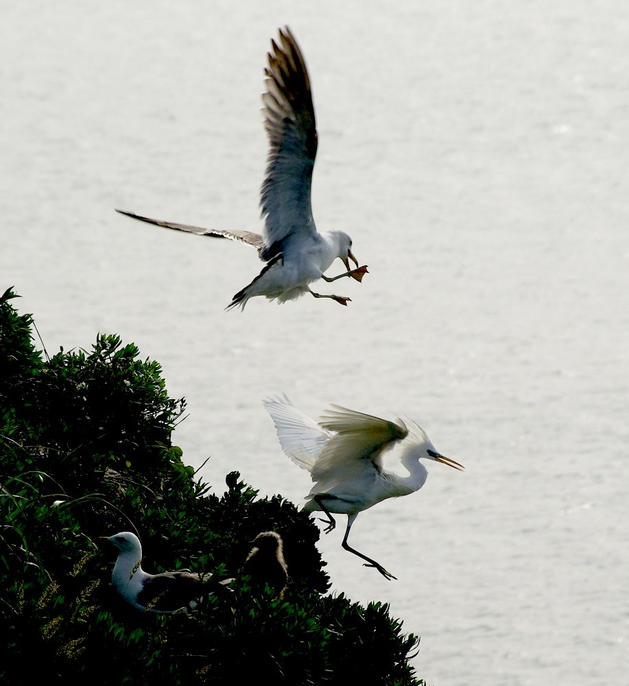 白鹭与海鸥 摄影 东海2008