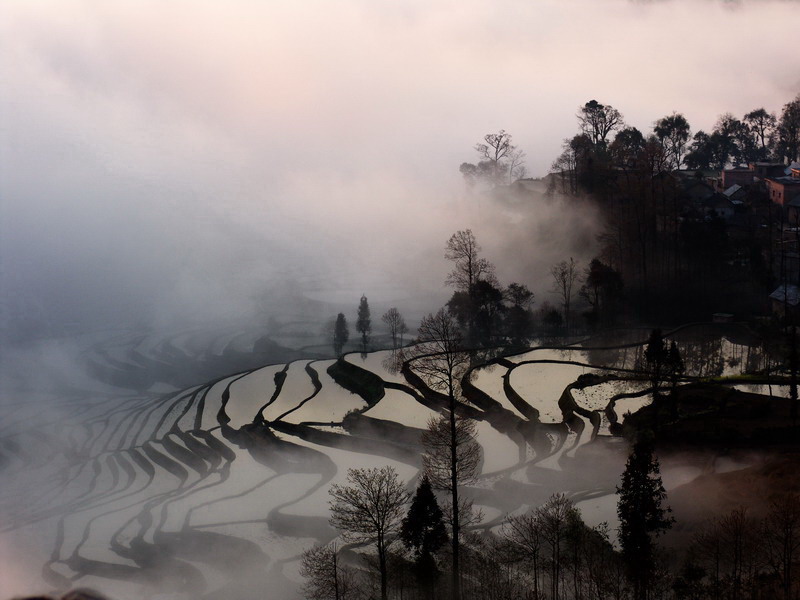 雾 摄影 大山里的猫