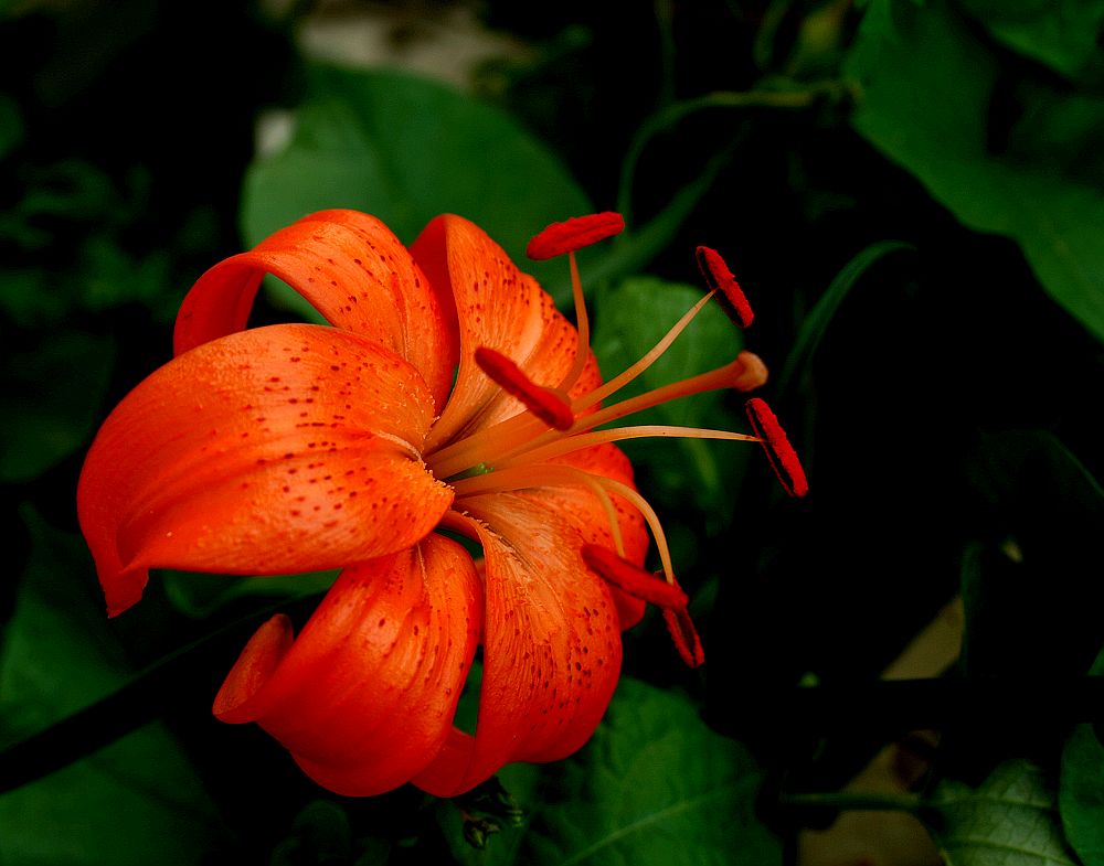 百合花 摄影 月儿湾湾