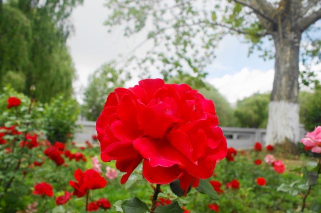 月季花 摄影 张晓泉