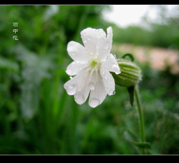 雨中花 摄影 晨风飘旭