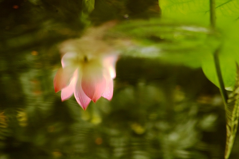 水中花 摄影 随风飘浮