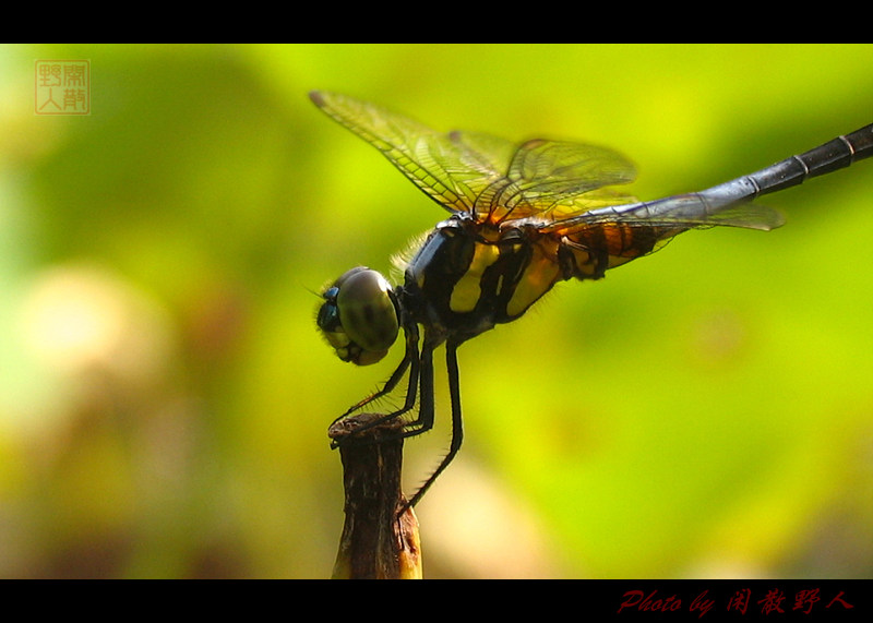 蓝额疏脉蜻（Brachydiplax chalybea ） 摄影 闲散野人