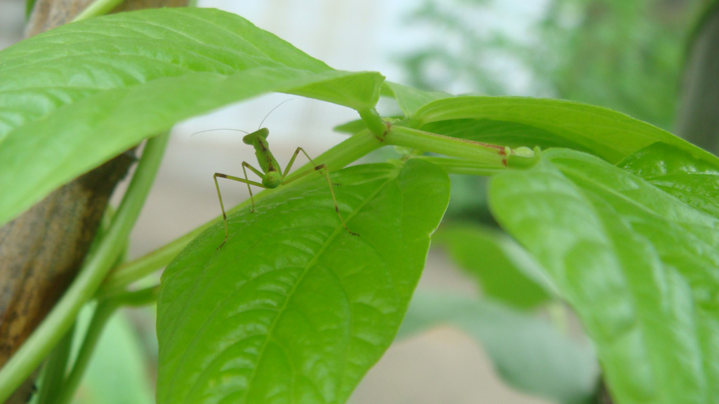 藏 摄影 一叶香茗