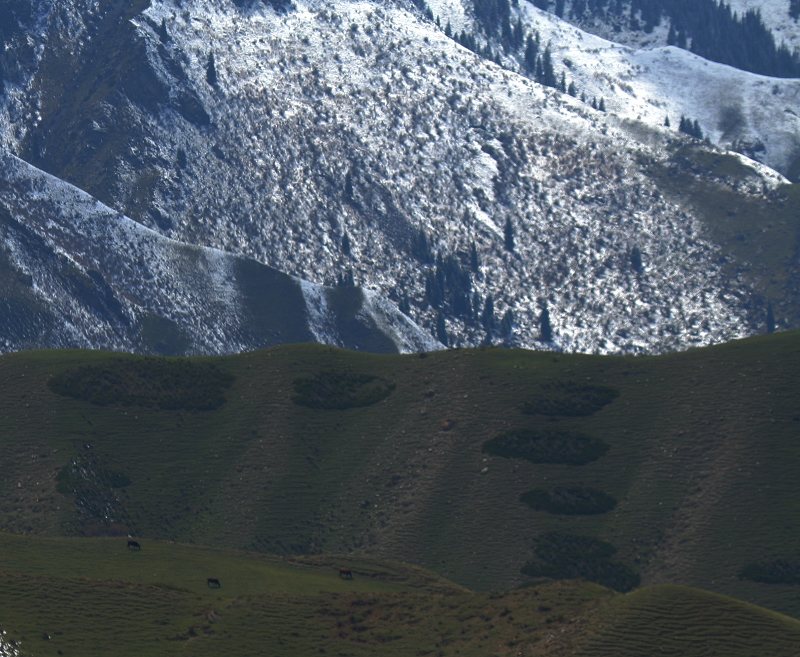 高山牧场 摄影 源泉地