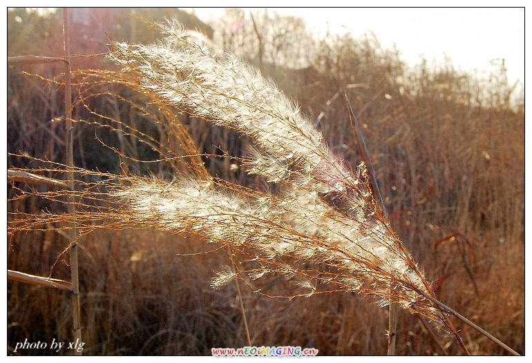 芦苇 摄影 老怪中原