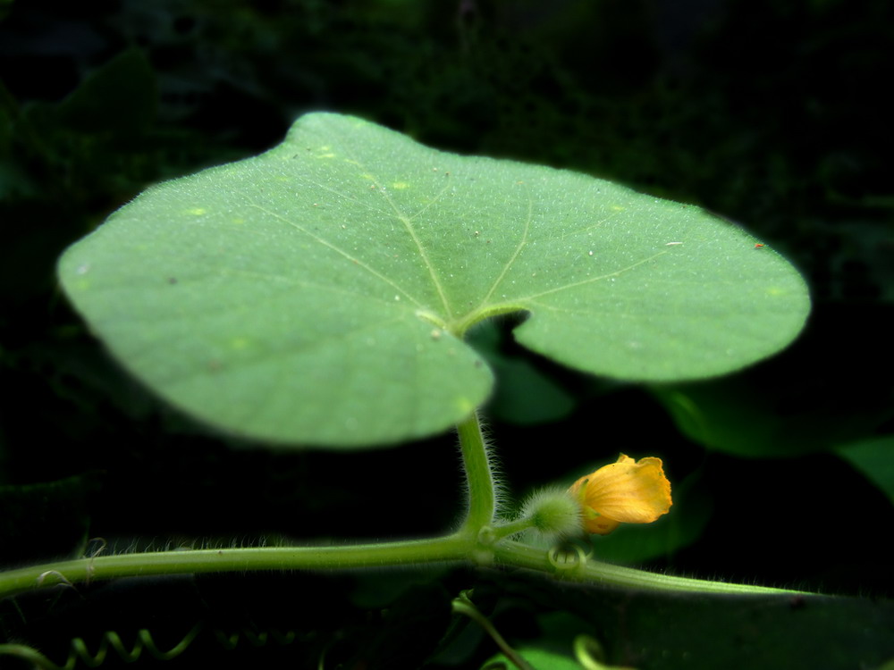 花“心” 摄影 山愚