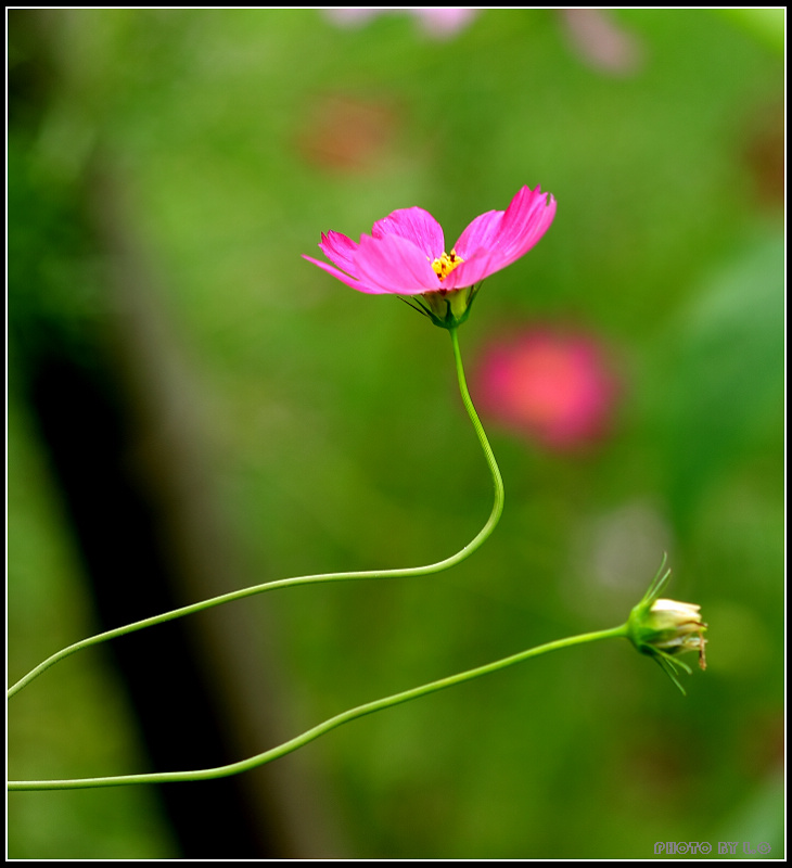 波斯菊 摄影 西北色狼