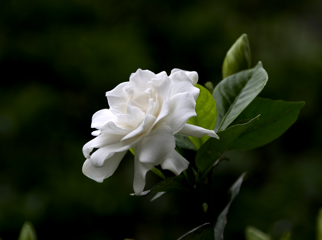 湘西栀子花 摄影 没我不热闹