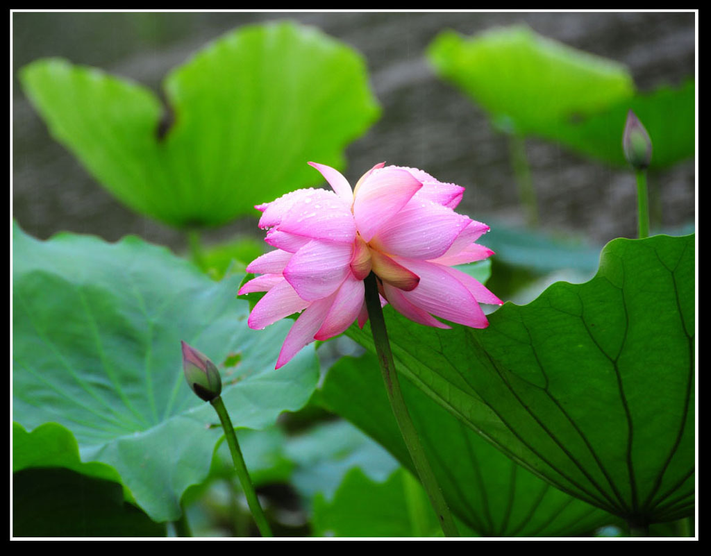 并蒂莲 摄影 小尼