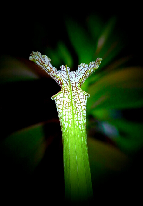 令箭兰花 摄影 bjflower