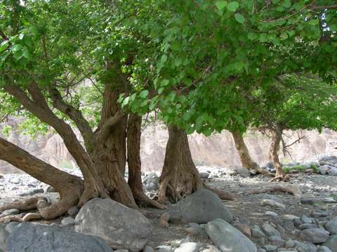 植根 摄影 守望楼兰