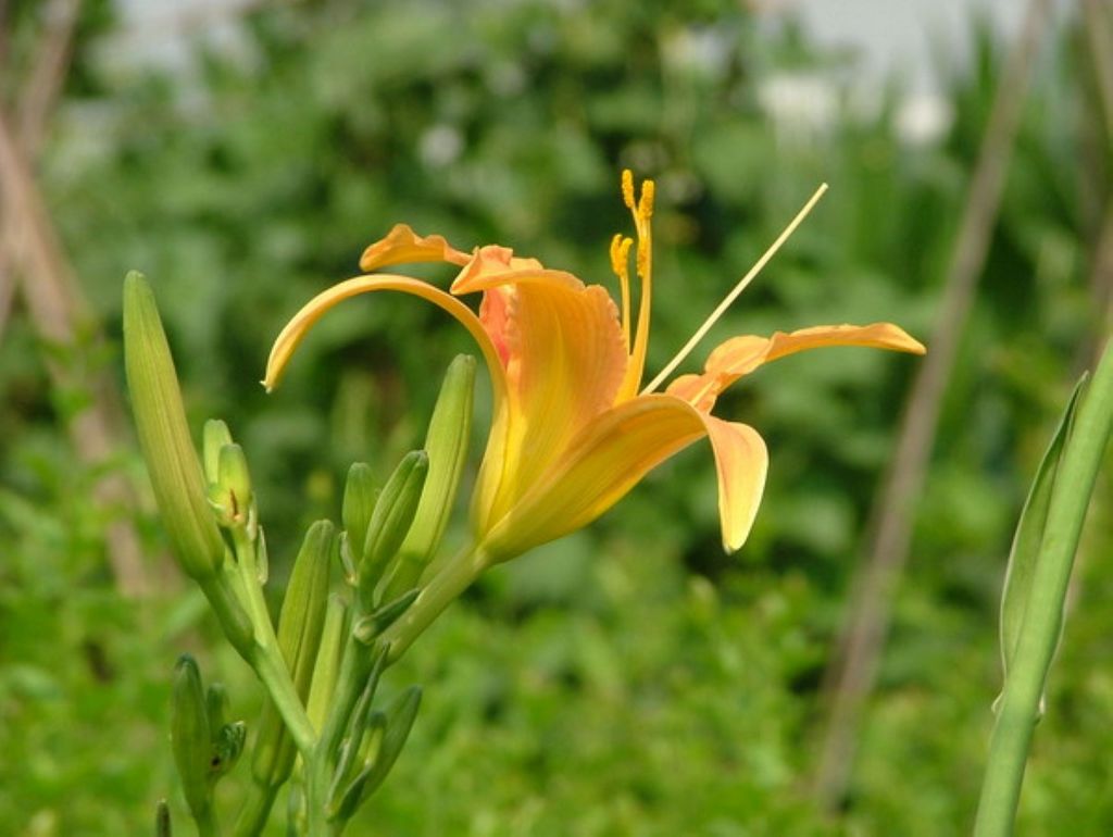 昨日黄花 摄影 sijiaoxiaoba