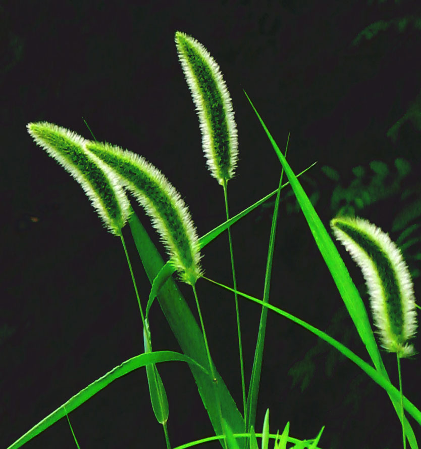 小草 摄影 快乐瞬间