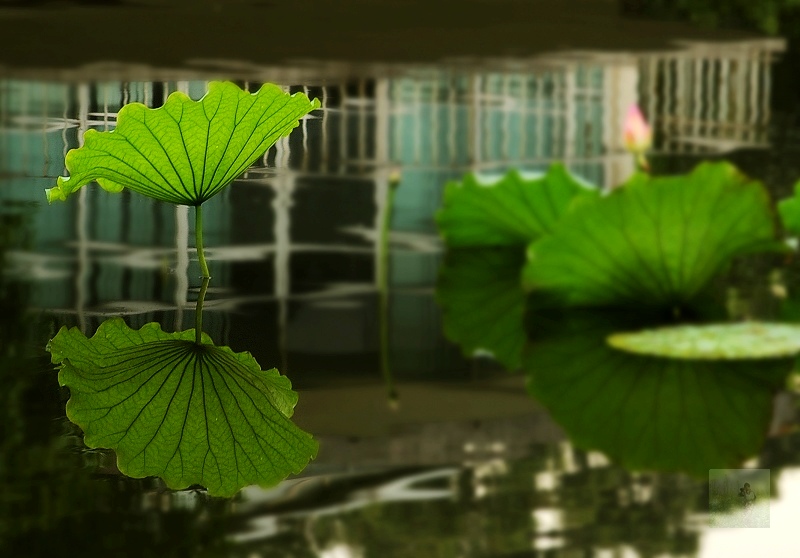 素 摄影 随风飘浮