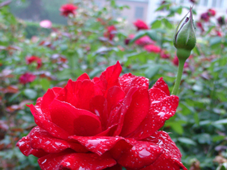 雨后的花 摄影 Laotaitai