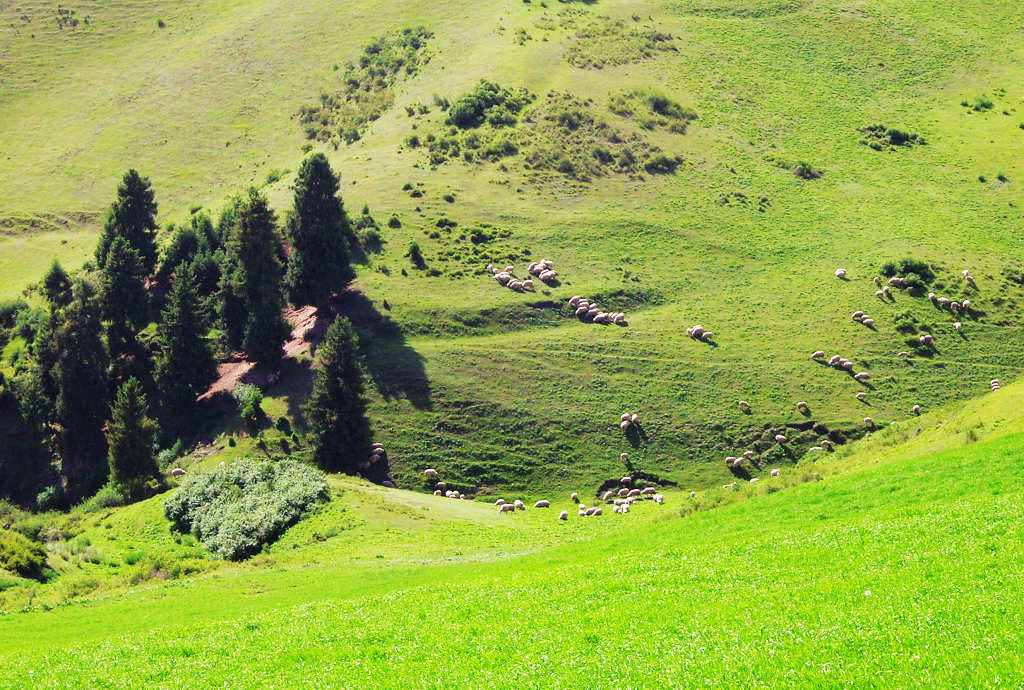 青青山澗 摄影 mingzi