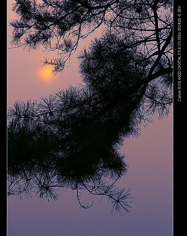 松间夕阳红 摄影 摄天狼