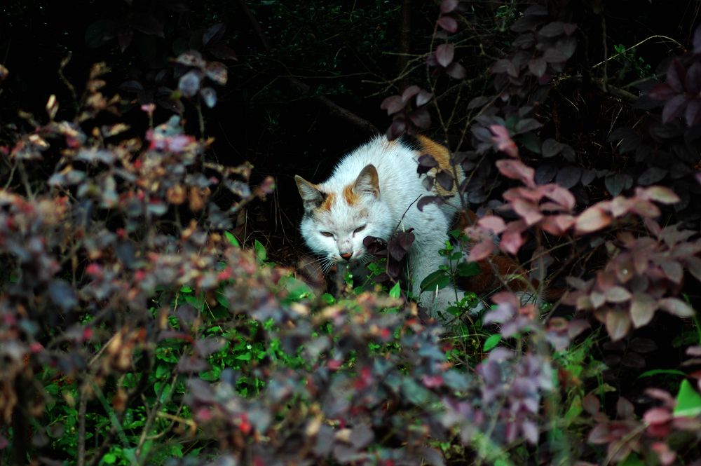 猫 摄影 雨v季