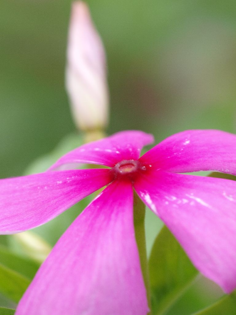 花 摄影 感知