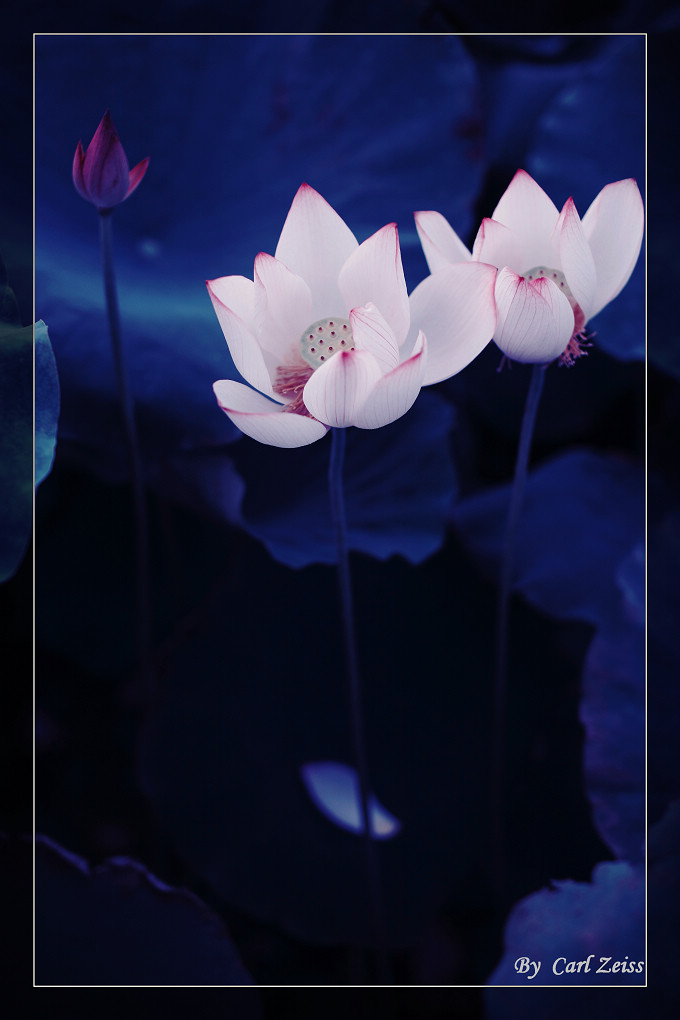 生如夏花 摄影 newkaven