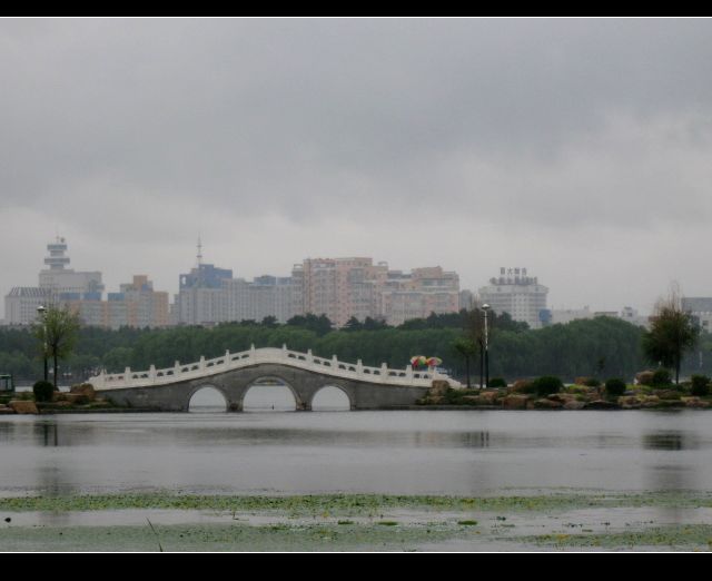 雨中花 摄影 晨风飘旭