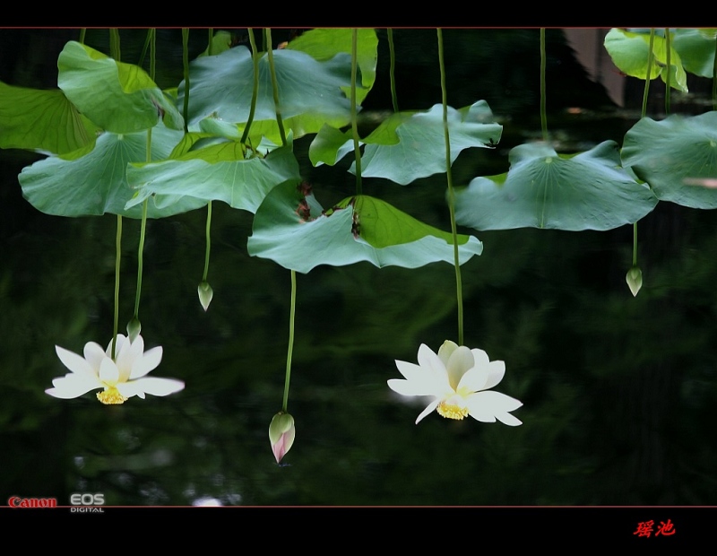 瑶池 摄影 小鸡看草原