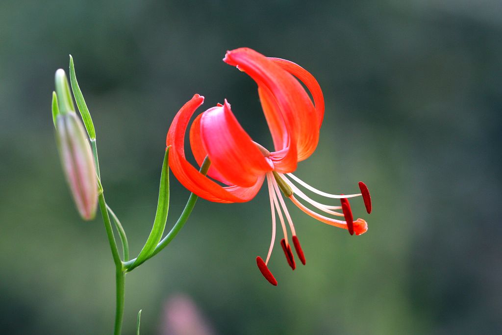 夏日小百合 摄影 北京大李